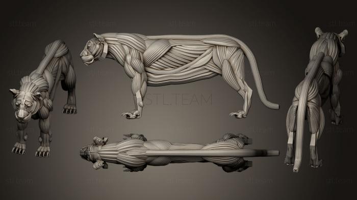 3D model Tiger ecorche (STL)
